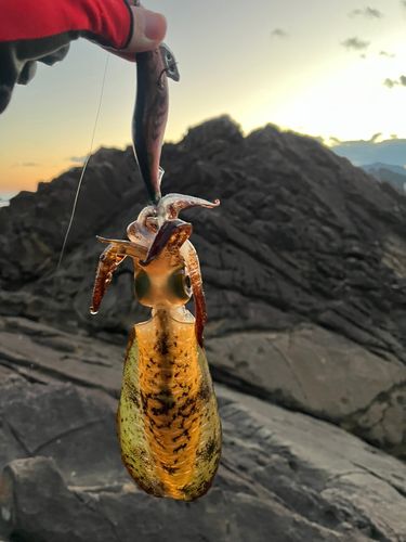 アオリイカの釣果