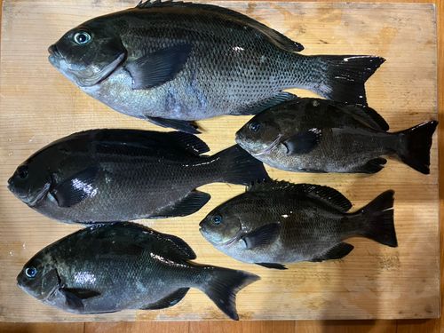グレの釣果