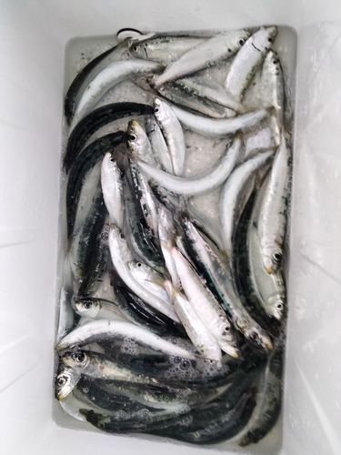 用宗広野海岸公園