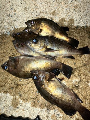 メバルの釣果
