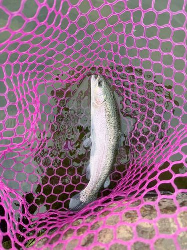 ニジマスの釣果