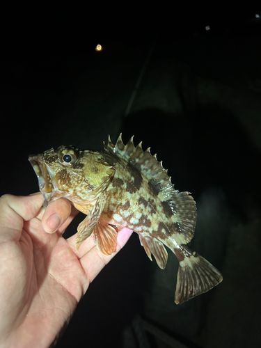 アラカブの釣果