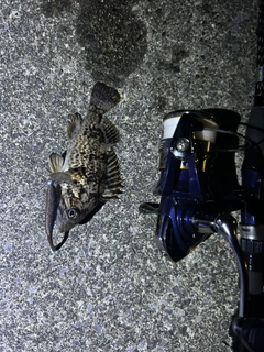 クロソイの釣果