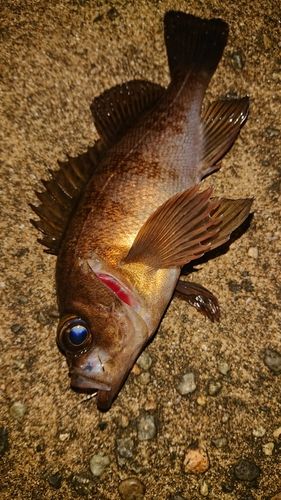 メバルの釣果