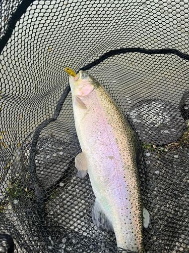 ベリーパーク in FISH ON! 王禅寺