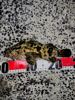 タケノコメバルの釣果