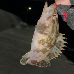 タケノコメバル