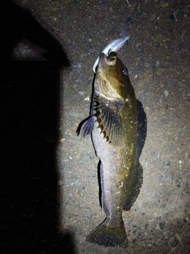 三陸海岸（青森）