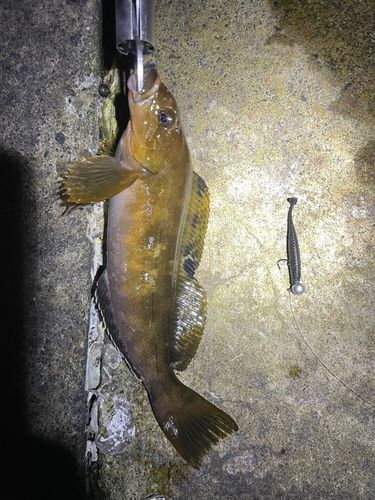 アイナメの釣果