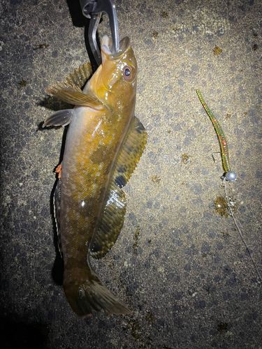 アイナメの釣果