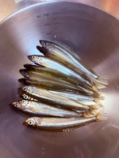 ワカサギの釣果