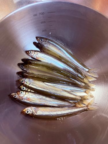 ワカサギの釣果