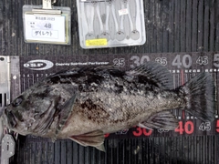 クロソイの釣果