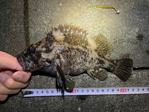 オウゴンムラソイの釣果