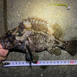 オウゴンムラソイ