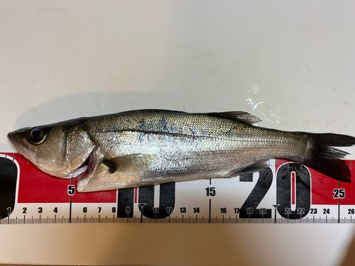 セイゴ（ヒラスズキ）の釣果