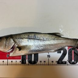 セイゴ（ヒラスズキ）