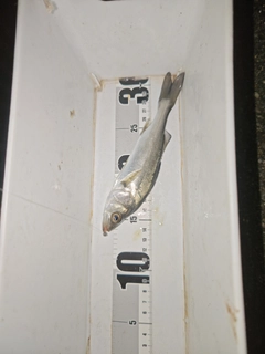 セイゴ（マルスズキ）の釣果