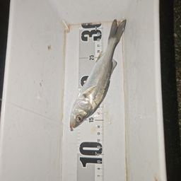 セイゴ（マルスズキ）