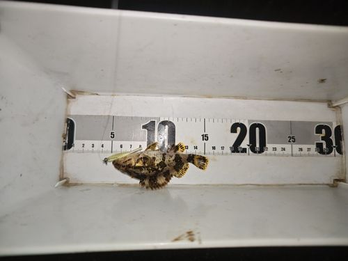 タケノコメバルの釣果