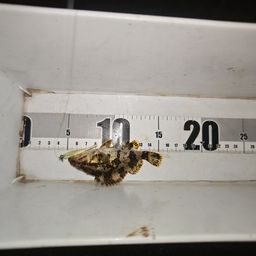 タケノコメバル