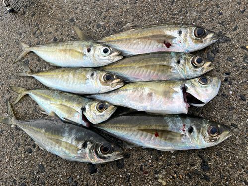アジの釣果