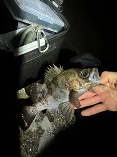 シロメバルの釣果