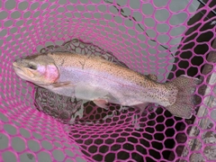 ホウライマスの釣果