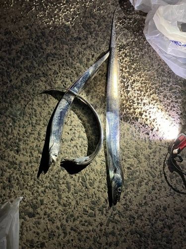 大村湾（南部）