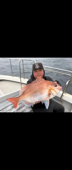 マダイの釣果