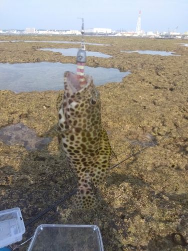 イシミーバイの釣果