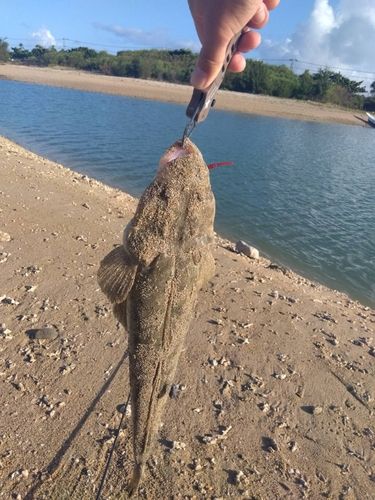 ミナミマゴチの釣果