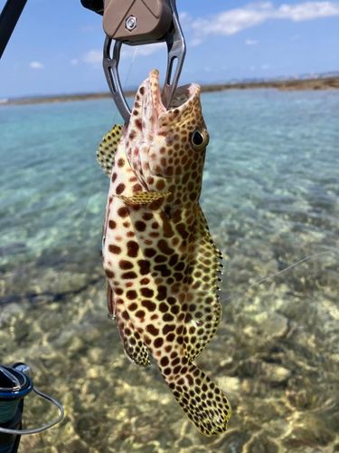 イシミーバイの釣果