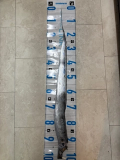 タチウオの釣果