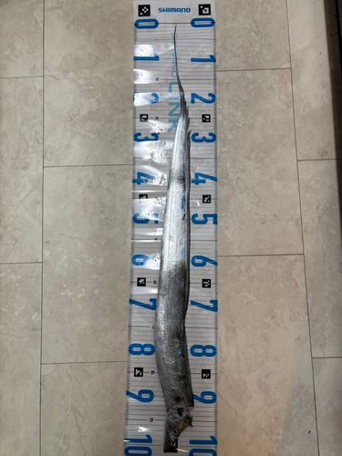 タチウオの釣果