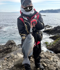 クチブトグレの釣果