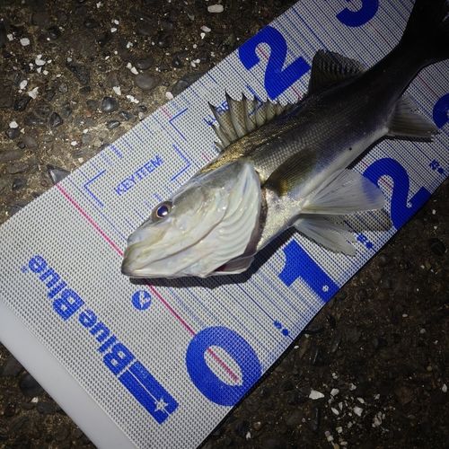 東京湾（アクアライン以北）