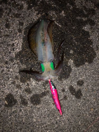 アオリイカの釣果