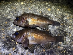 メバルの釣果