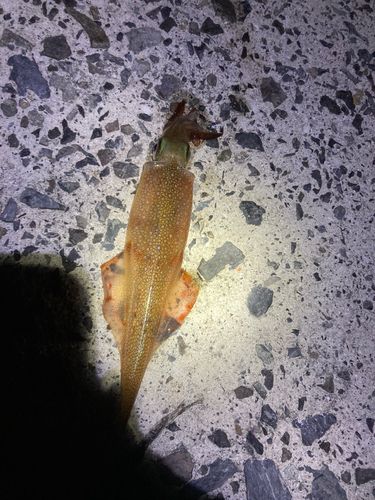 ヤリイカの釣果