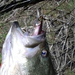 ラージマウスバス