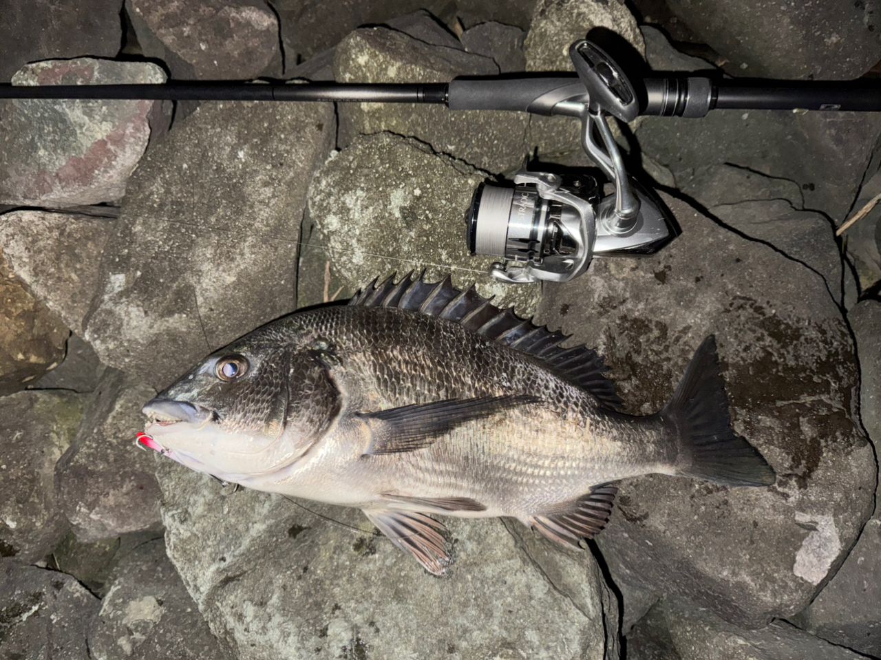 SHIMANO 19ストラディック 4000MHGの最安値・インプレ・釣果 | 本音の