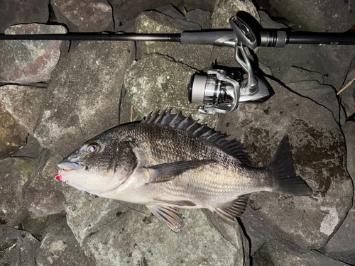 クロダイの釣果