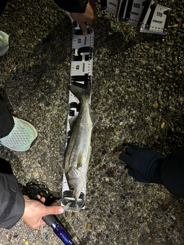 セイゴ（ヒラスズキ）の釣果