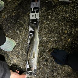 セイゴ（ヒラスズキ）