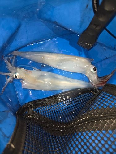 ヤリイカの釣果