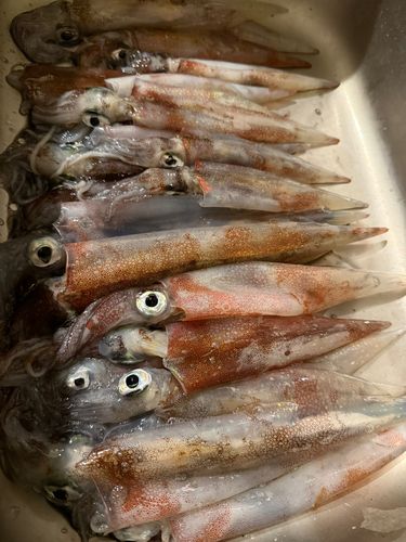 ヤリイカの釣果