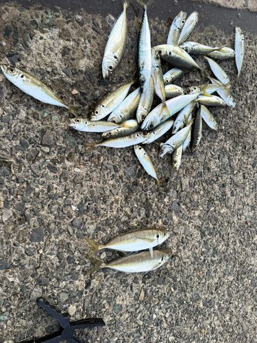 アジの釣果