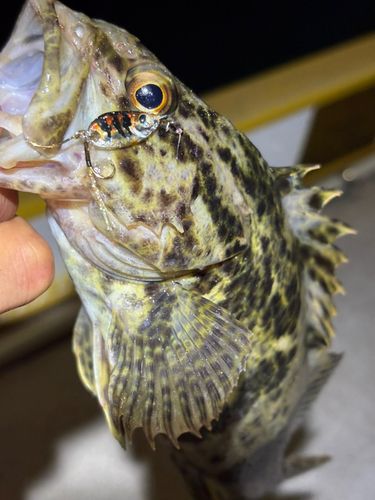 タケノコメバルの釣果