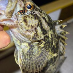 タケノコメバル